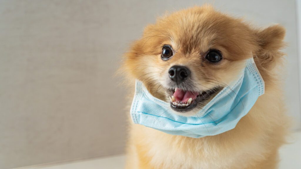 Dogs can be Trained to Sniff out COVID-19