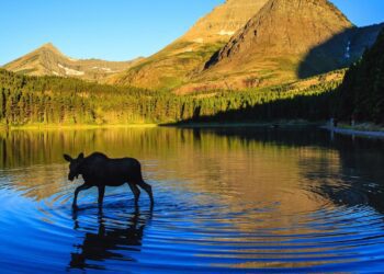 Montana Says 'No' to Health Innovation