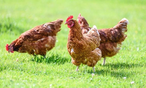 Bird Flu is Here for Thanksgiving