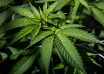 Cannabis Pushed for Pain Management