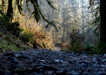 A Medical Trail of Tears