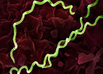 Syphilis Back With a Vengeance