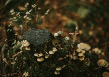 Careful When Reporting on Psychedelics Research or Legislation