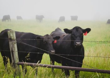 Bird Flu's Cattle Calling