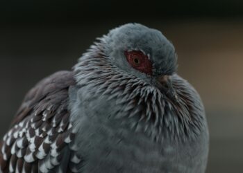 Do We Have Enough H5N1 Vaccines