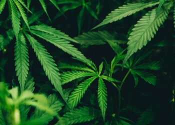 Weeding Through the DEA Delays