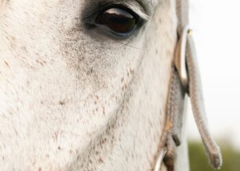 Kentucky Recruits Nurses With Criminal Protections