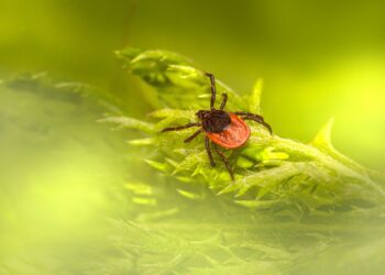 Tick Season is Here