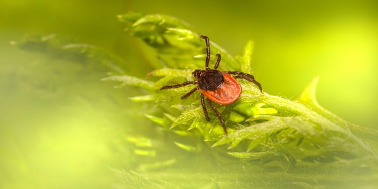 Tick Season is Here