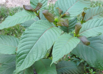 Review of The Green Miracle