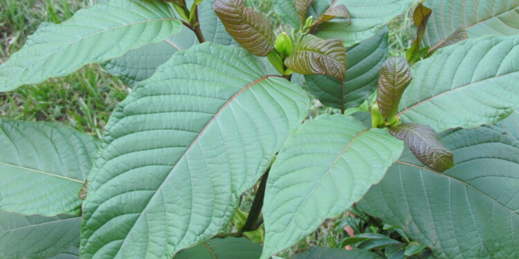 Review of The Green Miracle