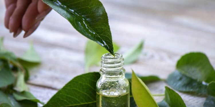 A small glass container with green tea extract. Someone is holding a leaf over the container with sap dripping into it.