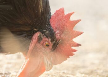 When Bird Flu Crosses New Frontiers: The Emerging Threat from Dairy Cows to Humans