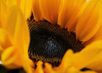 The Seed Oil Panic: Health Crisis or Misdirected Hysteria?