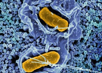 Power Surge: The Promise and Peril of Mitochondria Transplants