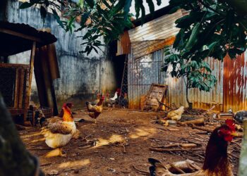 Frontier of Contagion: How a Single Brazilian Outbreak Rewired the Global Poultry Map