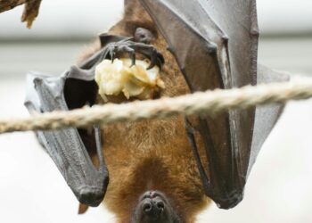 When Bats Whisper MERS: The Silent Mutations Pushing a New Coronavirus Toward Humans