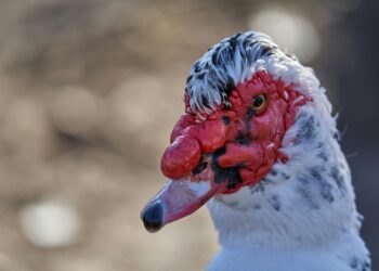 Feathers and Forecasts: Why the Bird Flu Surge Demands America’s Attention Now