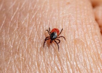 Shifting Frontiers: How Climate Change Redraws the Map of Tick-Borne Disease
