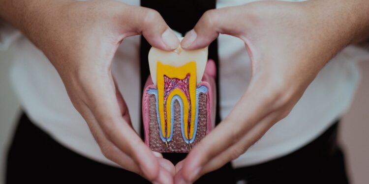 A close-up of a person forming a hand heart around a cross-section educational model of a human tooth.