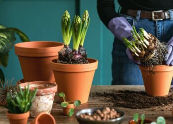 A woman in gardening gloves repotting several plants into new flower pots. There are several plants surrounding her.