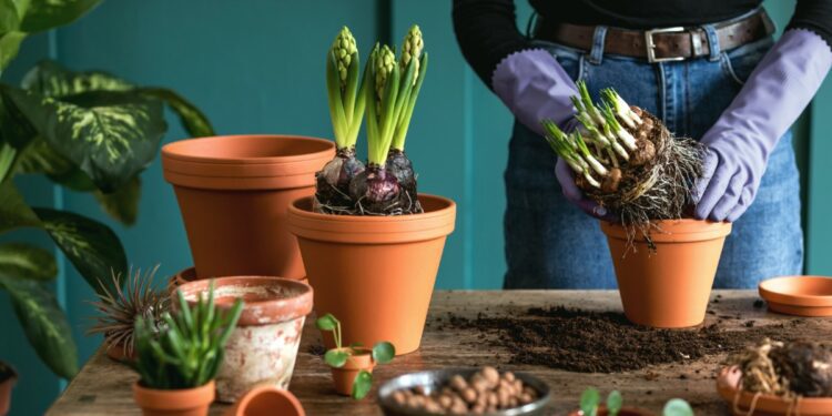 A woman in gardening gloves repotting several plants into new flower pots. There are several plants surrounding her.