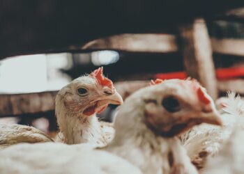 The Quiet Geography of H5N1